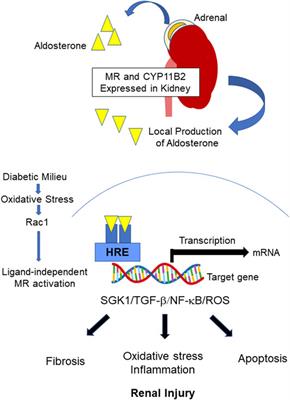 Mineralocorticoid Receptor Antagonists in Diabetic Kidney Disease